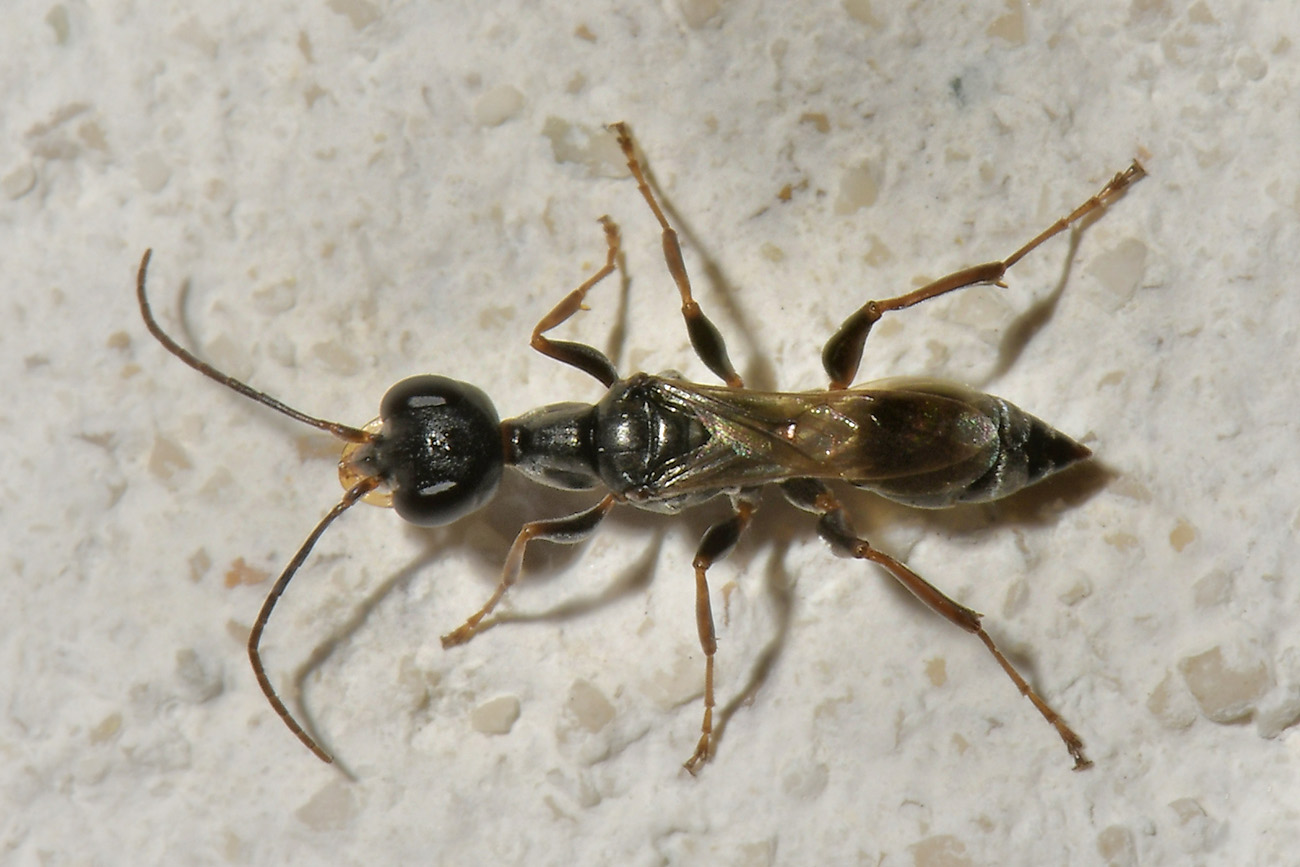 Cacciatore di Blatte. Ampulicidae; Ampulex fasciata